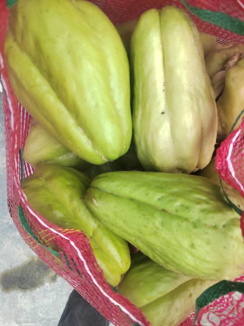 精品佛手瓜，出芽率高，苗粗，叶子清秀。。。。。。。。