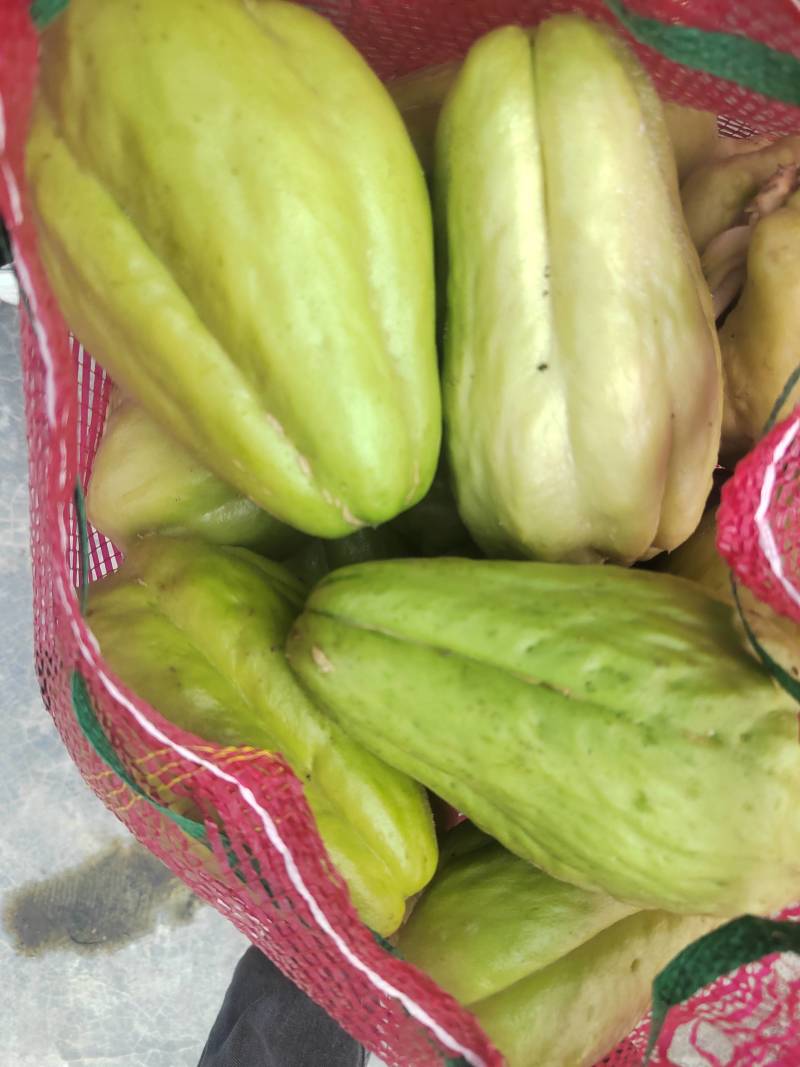 精品佛手瓜，出芽率高，苗粗，叶子清秀。。。。。。。。