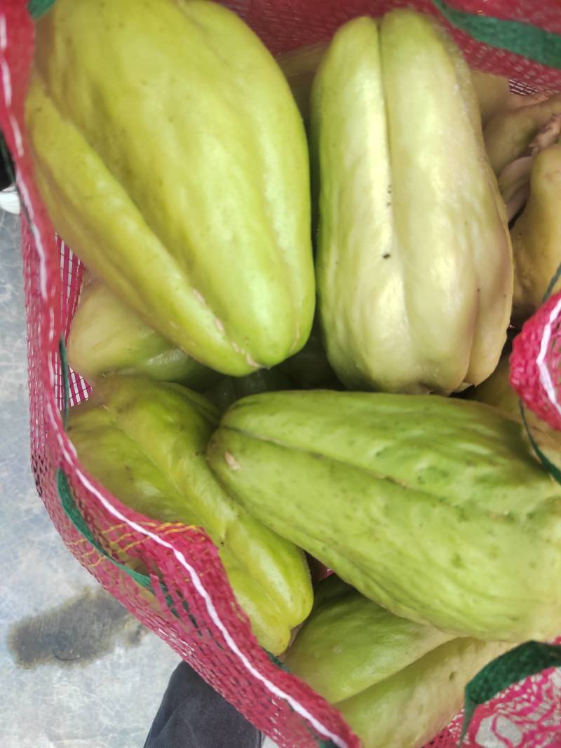 精品佛手瓜，出芽率高，苗粗，叶子清秀。。。。。。。。