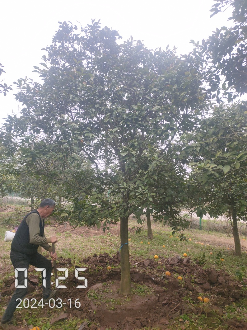15的香橼树（泡柑树），杆直，冠圆，基地直供