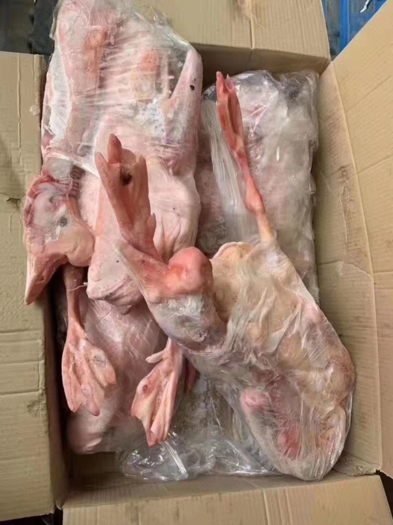 老鹅，老鹅白条，鹅肉白条鹅，老鹅批发，量大优惠