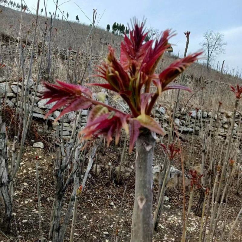 【零售】精品红油香椿芽即将大量上市产地直发一手货源