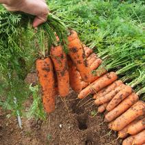 胡萝卜，带泥巴的胡萝卜。可带叶，可砍叶。支持任何包装。