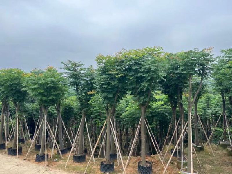 栾树（国庆花）基地直销规格齐全欢迎老板前来咨询合作