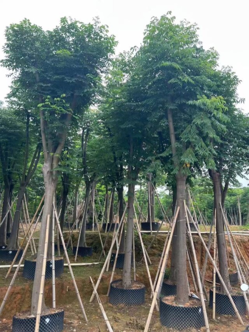 栾树（国庆花）基地直销规格齐全欢迎老板前来咨询合作