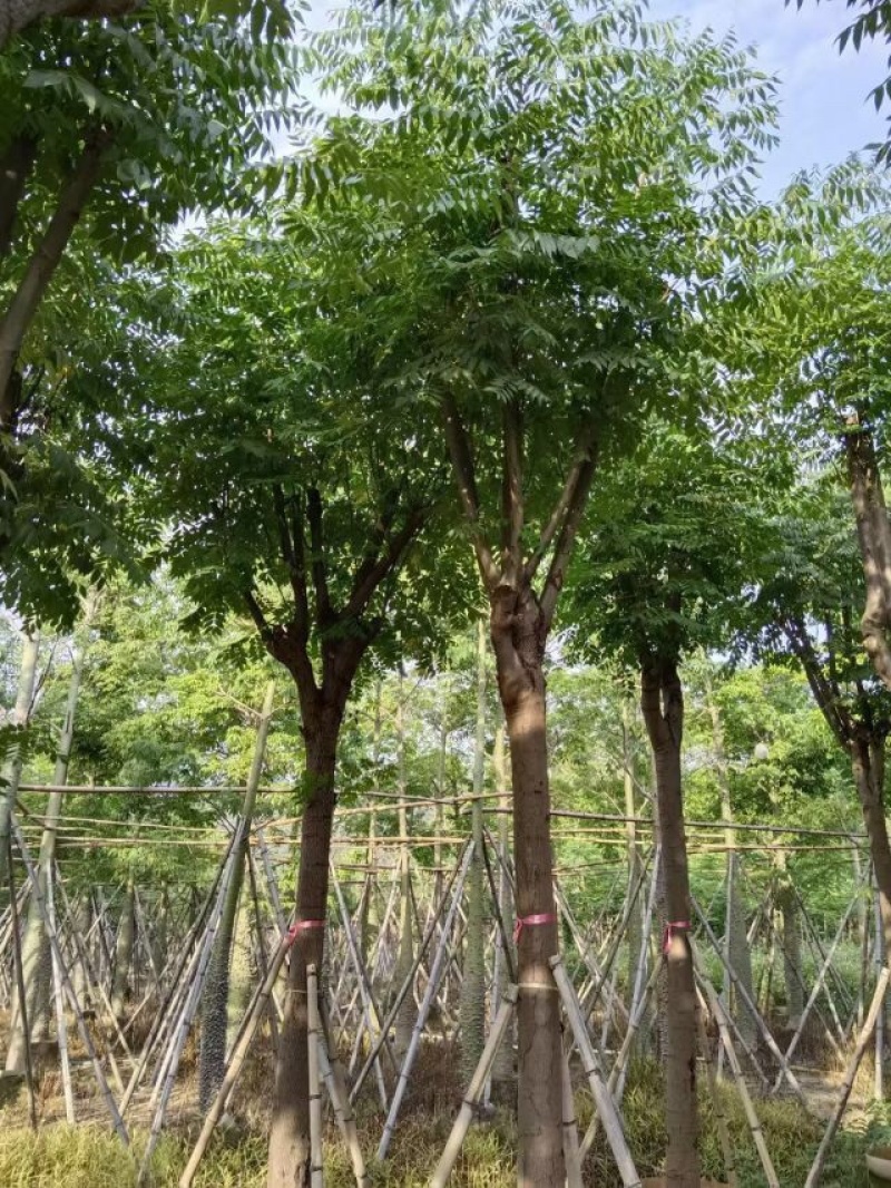 栾树（国庆花）基地直销规格齐全欢迎老板前来咨询合作
