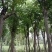 栾树（国庆花）基地直销规格齐全欢迎老板前来咨询合作