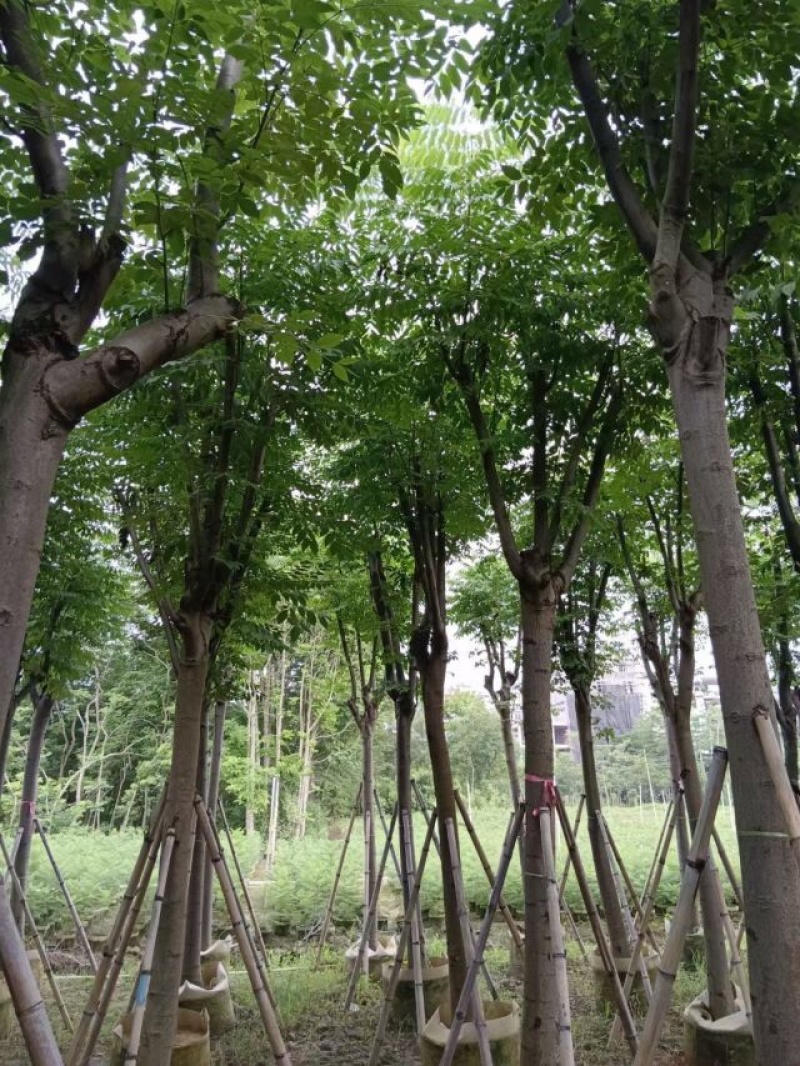 栾树（国庆花）基地直销规格齐全欢迎老板前来咨询合作