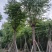 栾树（国庆花）基地直销规格齐全欢迎老板前来咨询合作
