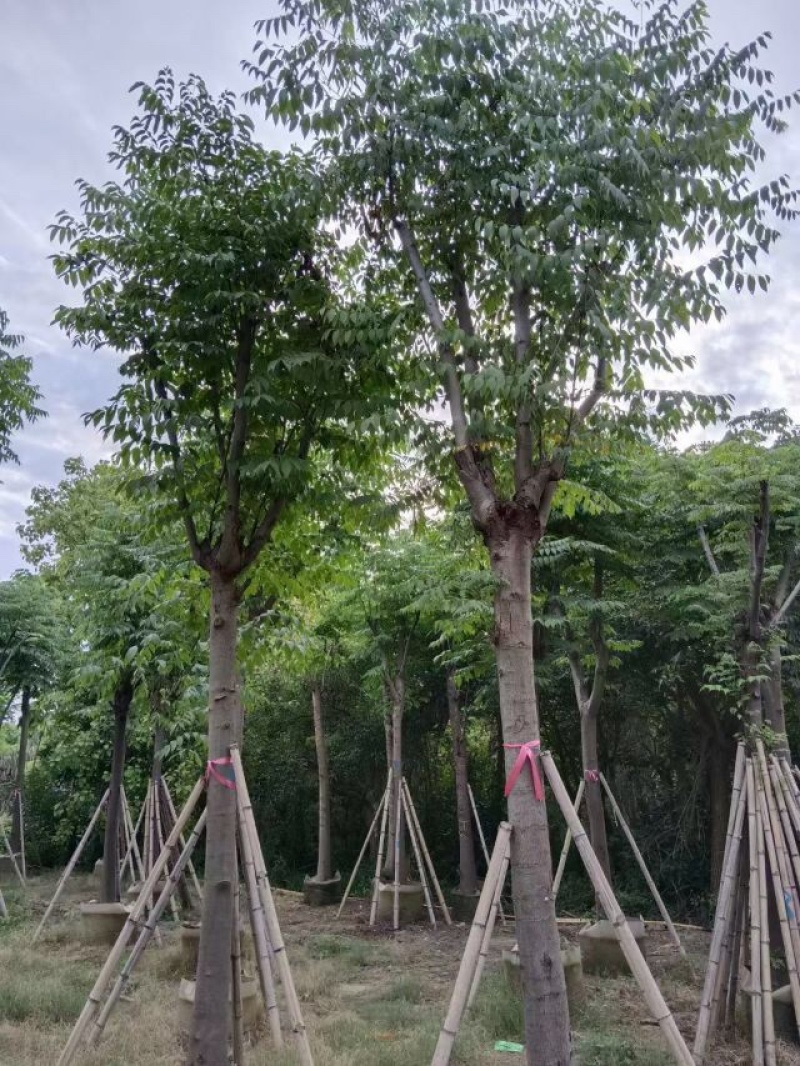 栾树（国庆花）基地直销规格齐全欢迎老板前来咨询合作