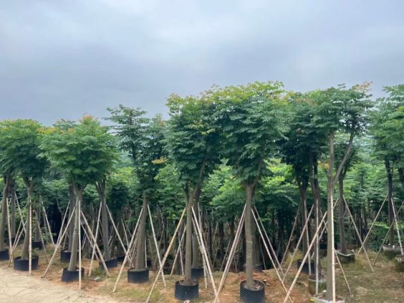 栾树（国庆花）基地直销规格齐全欢迎老板前来咨询合作