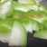 青玉987甜节瓜极早熟耐寒性好头尾匀称绿皮