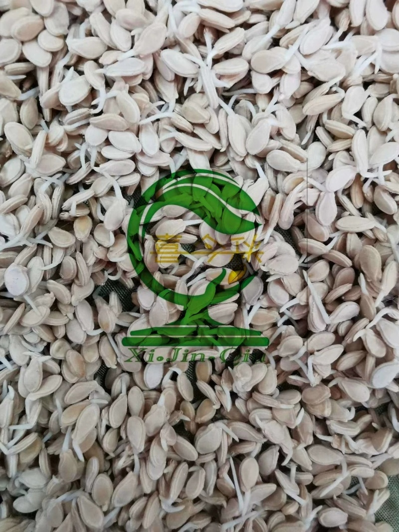 青玉987甜节瓜极早熟耐寒性好头尾匀称绿皮