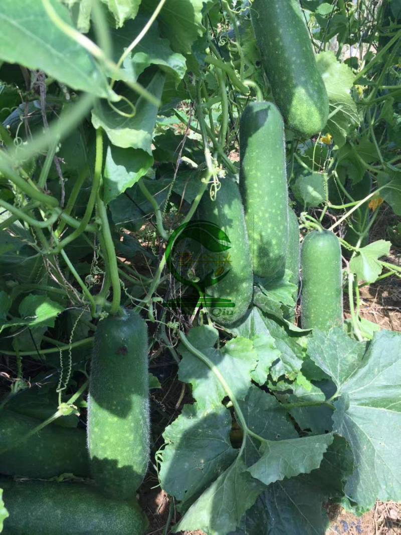 青玉987甜节瓜极早熟耐寒性好头尾匀称绿皮