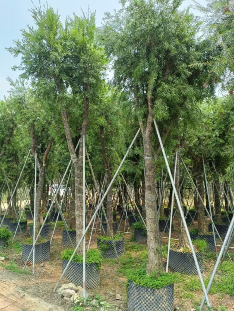 串钱柳（红千层）自产自销规格齐全欢迎老板来电洽谈合作