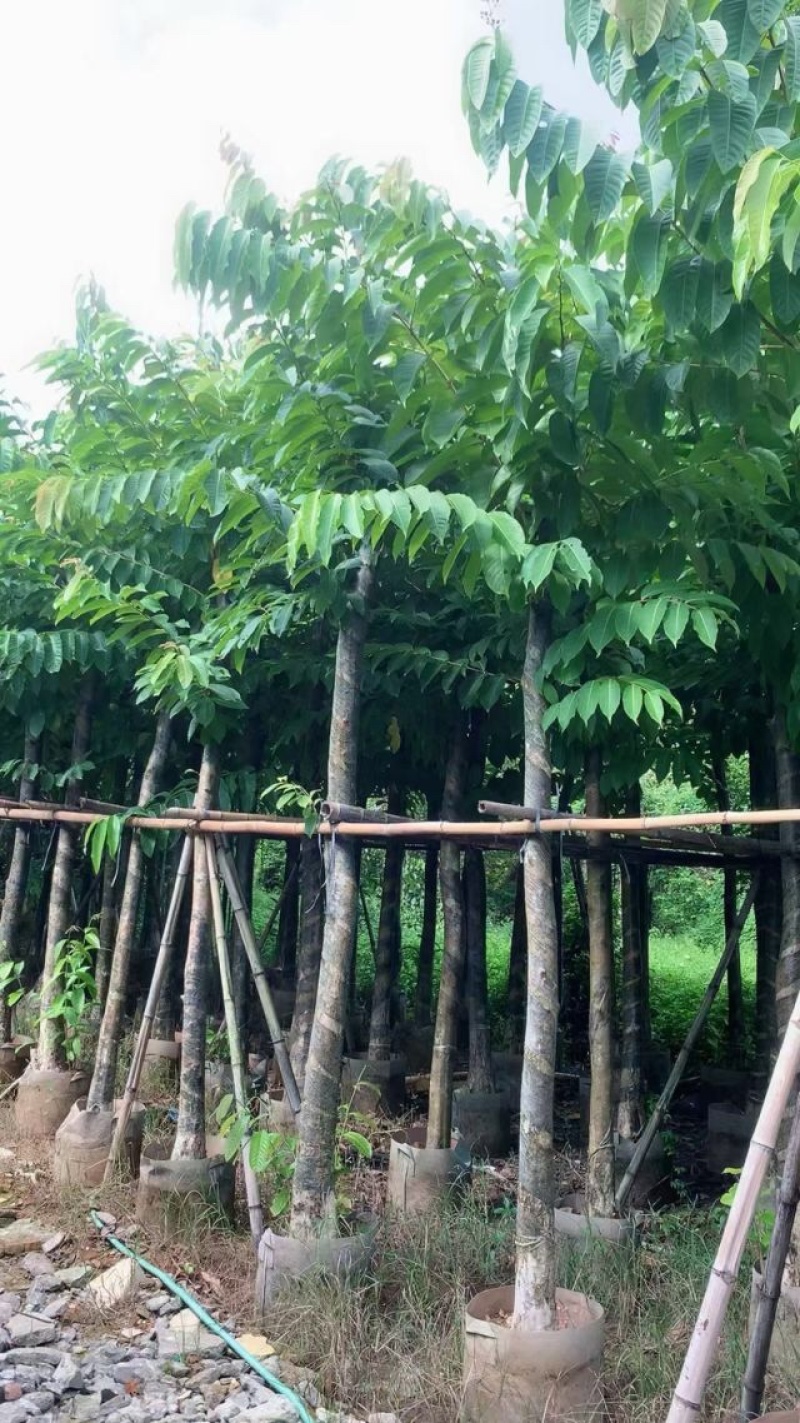 大叶紫薇基地直销规格齐全欢迎老板来电咨询合作