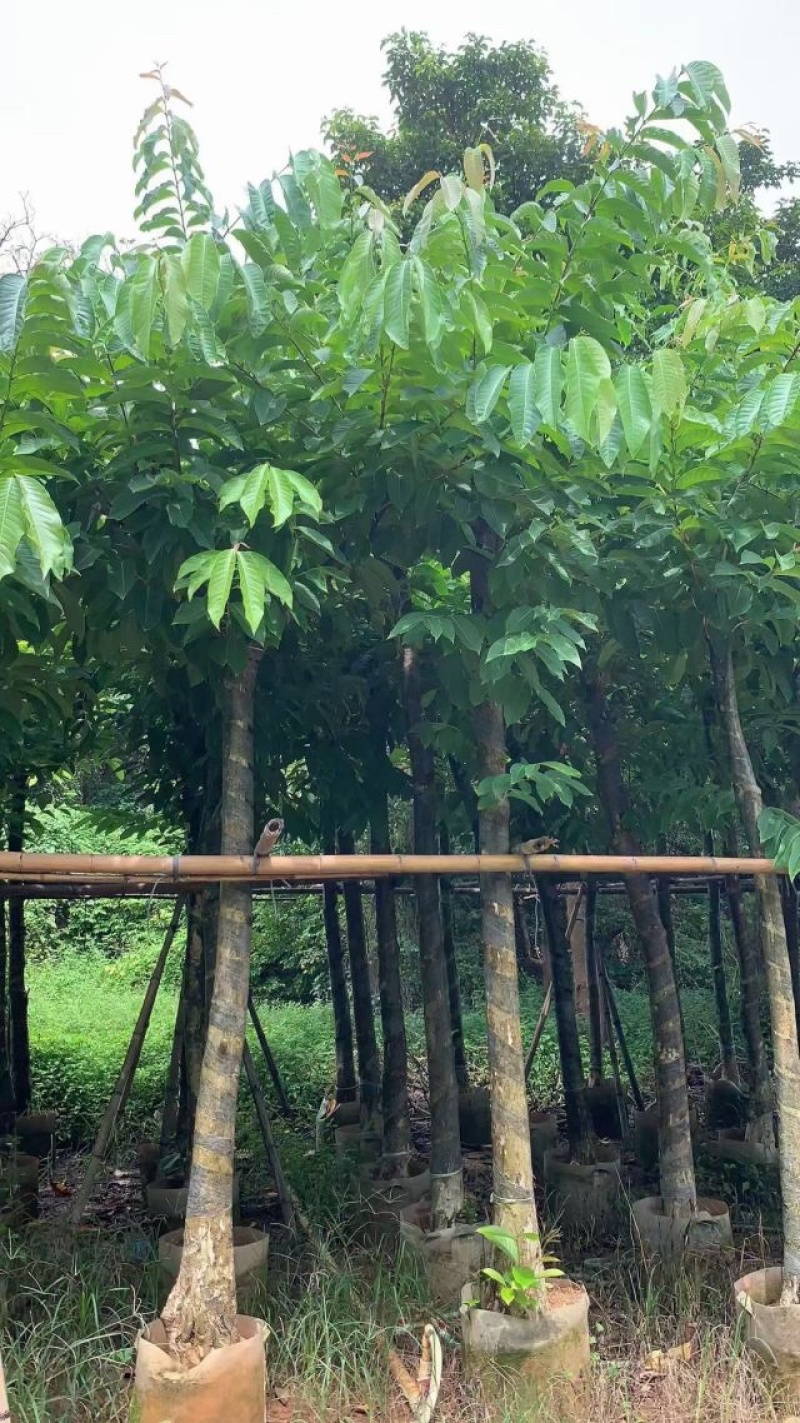 大叶紫薇基地直销规格齐全欢迎老板来电咨询合作