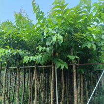 大叶紫薇基地直销规格齐全欢迎老板来电咨询合作