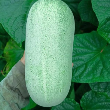 黄瓜