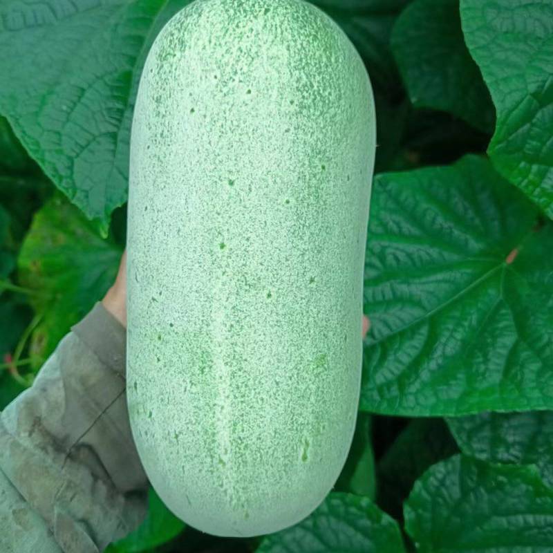 黄瓜
