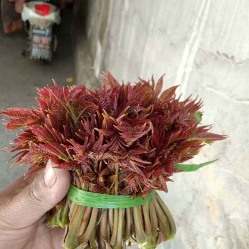 【零售】精品红油香椿芽即将大量上市产地直发一手货源