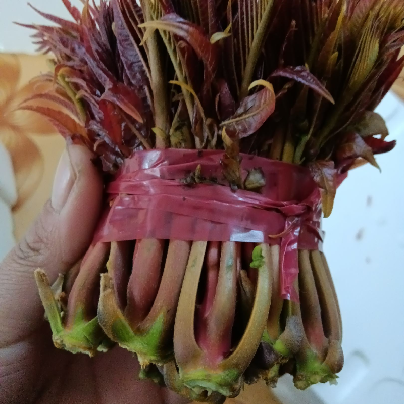 【零售】精品红油香椿芽即将大量上市产地直发一手货源