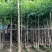 洋红风铃木基地直销规格齐全欢迎老板来电咨询合作