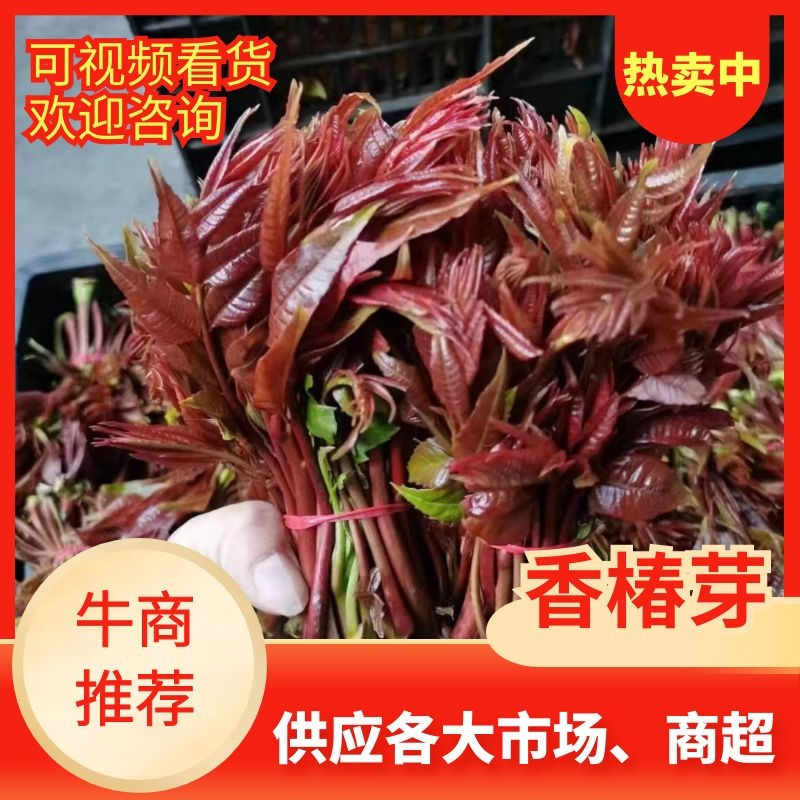 【零售】精品红油香椿芽即将大量上市产地直发一手货源