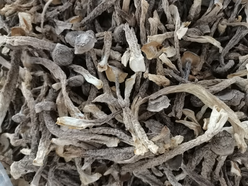 鹿茸菇干货好货批发产地一手货源本店经营各种野生菌产地批发