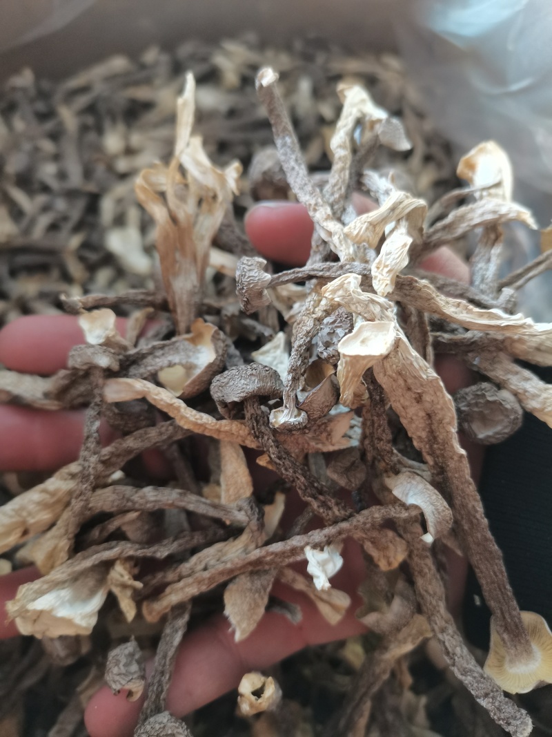 鹿茸菇干货好货批发产地一手货源本店经营各种野生菌产地批发
