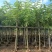 腊肠树/骨架腊肠树基地直销规格齐全欢迎老板前来咨询