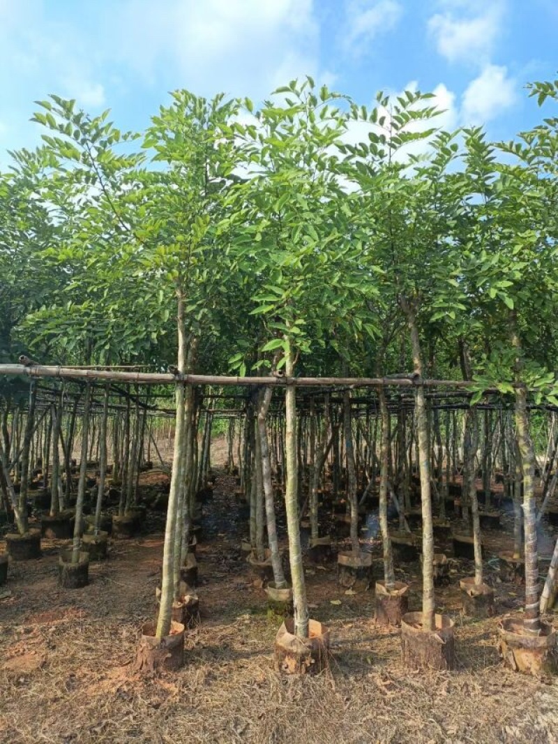 腊肠树/骨架腊肠树基地直销规格齐全欢迎老板前来咨询