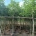 腊肠树/骨架腊肠树基地直销规格齐全欢迎老板前来咨询