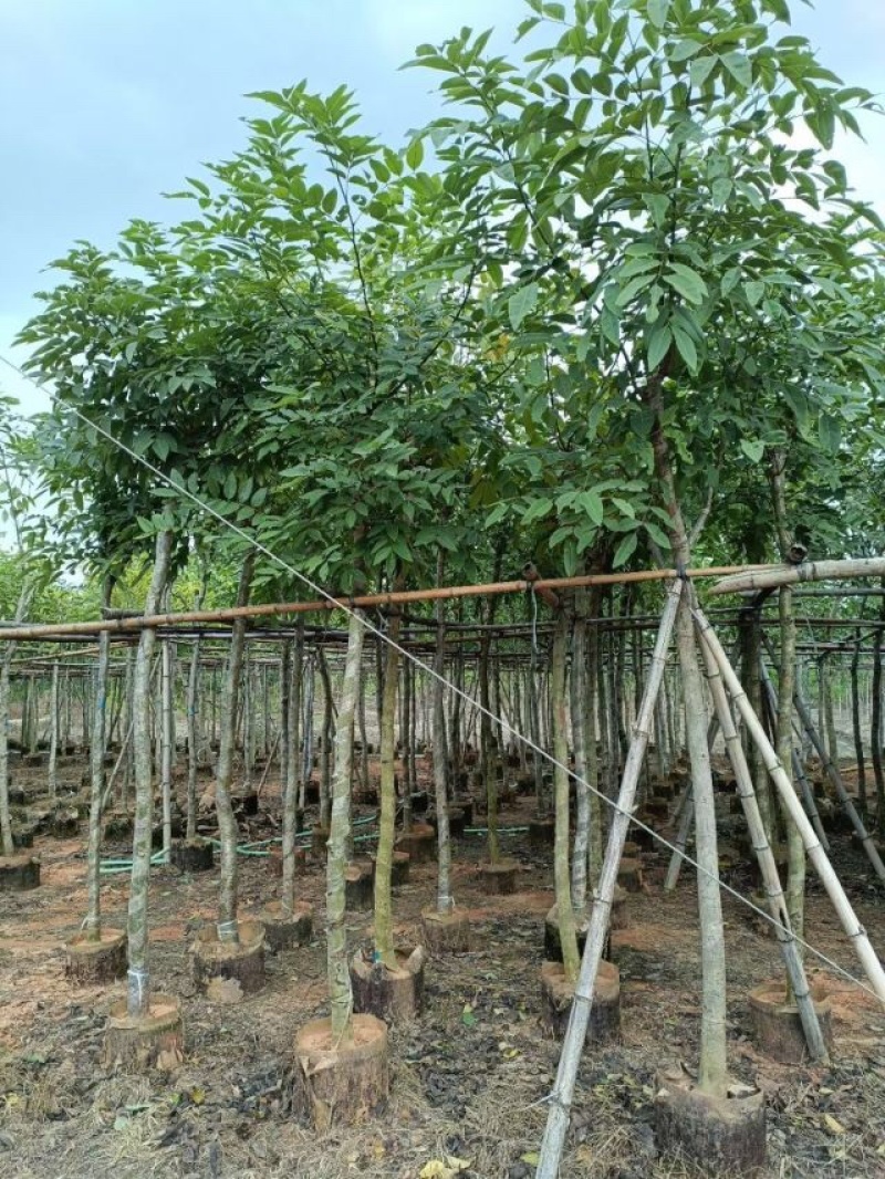 腊肠树/骨架腊肠树基地直销规格齐全欢迎老板前来咨询