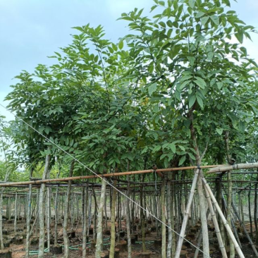 腊肠树/骨架腊肠树基地直销规格齐全欢迎老板前来咨询
