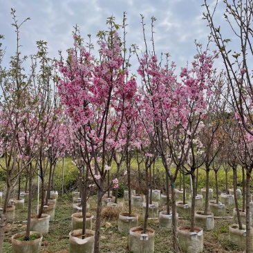 日本晚樱日本樱花大量供应地径3～12公分直销批发价