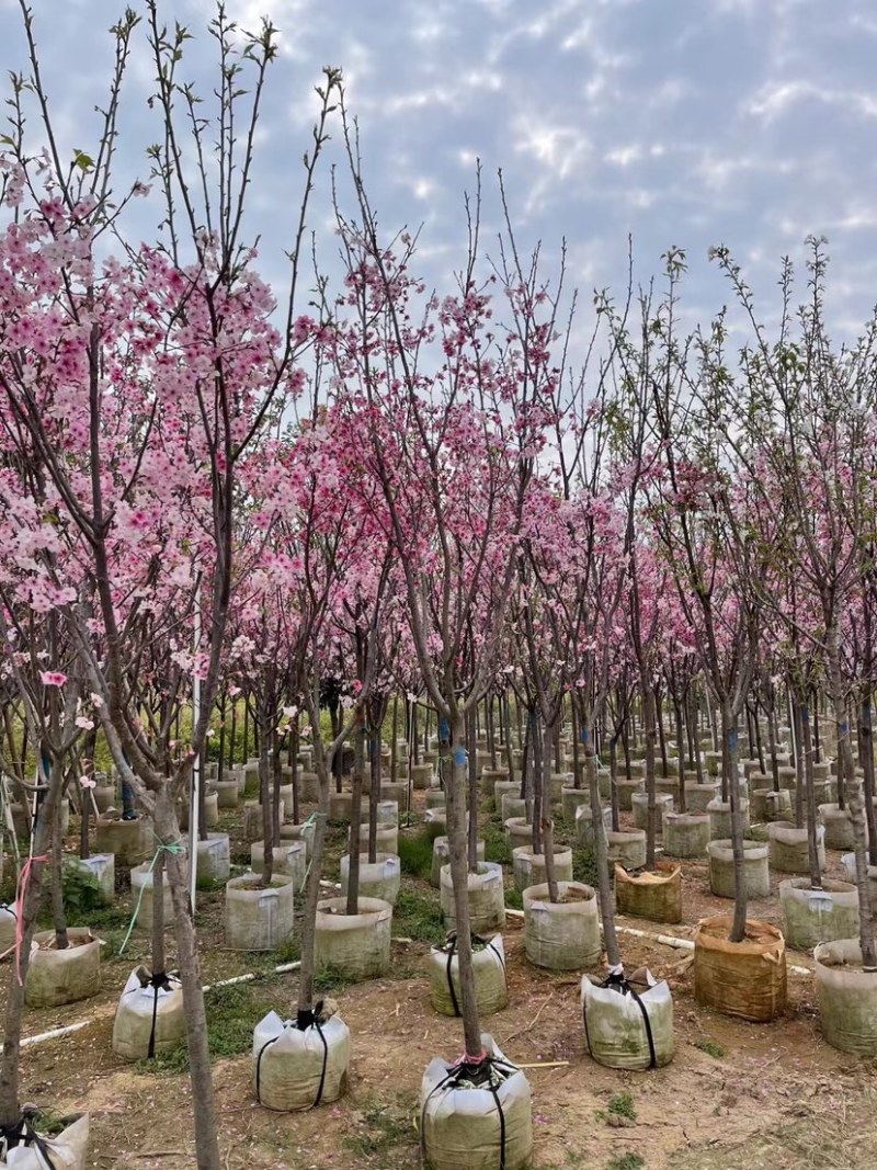 日本晚樱日本樱花大量供应地径3～12公分直销批发价