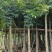 桃花心木基地直销规格齐全欢迎老板来电洽谈合作