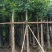 桃花心木基地直销规格齐全欢迎老板来电洽谈合作