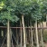 桃花心木基地直销规格齐全欢迎老板来电洽谈合作
