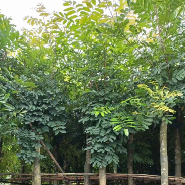桃花心木基地直销规格齐全欢迎老板来电洽谈合作