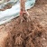 软枣猕猴桃树山东基地直发品质保障欢迎实地考