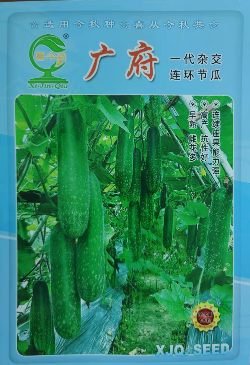 广府连环节瓜早熟绿皮带星点肉紧致雌花率高