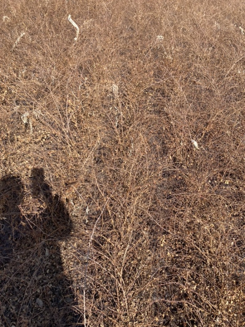 珍珠绣线菊30-60苗高雪柳种植佳品