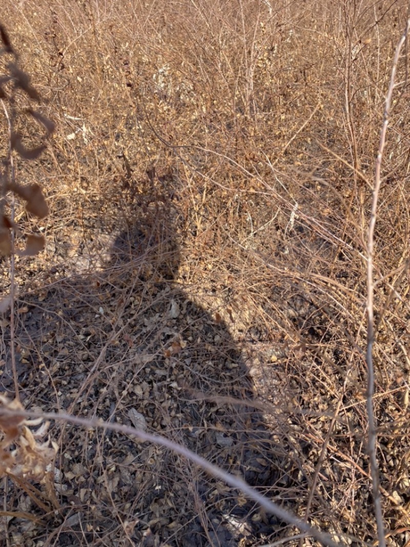 珍珠绣线菊30-60苗高雪柳种植佳品