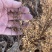 珍珠绣线菊30-60苗高雪柳种植佳品