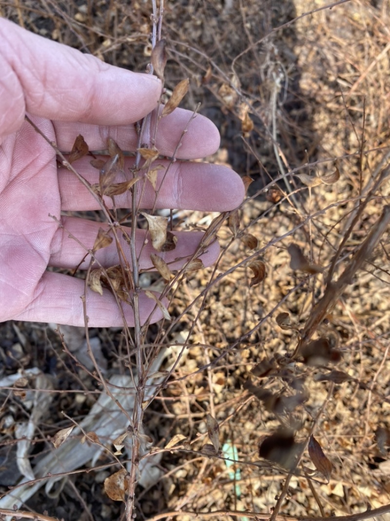 珍珠绣线菊30-60苗高雪柳种植佳品
