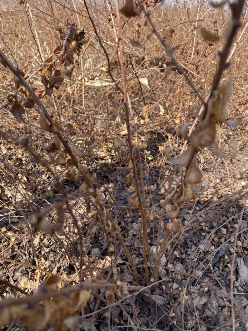 珍珠绣线菊30-60苗高雪柳种植佳品