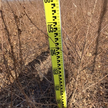 珍珠绣线菊30-60苗高雪柳种植佳品