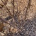 珍珠绣线菊30-60苗高雪柳种植佳品